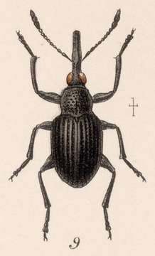 Image of <i>Apion longimanum</i>