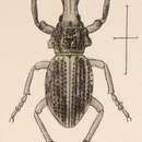 Image of Ophryastes tuberosus Le Conte 1853