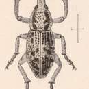 Image of Eupagoderes gracilis Sharp & D. 1891