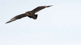 Image of Brown Skua