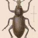 Image of Amphidees macer Sharp 1891