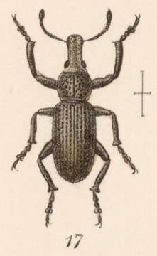 Image of Amphidees longulus Sharp 1891