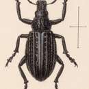 Image of Epicaerus (Diorynotus) calvus Sharp 1891