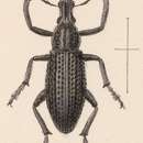 Image of Epicaerus (Diorynotus) aequalis Sharp 1891