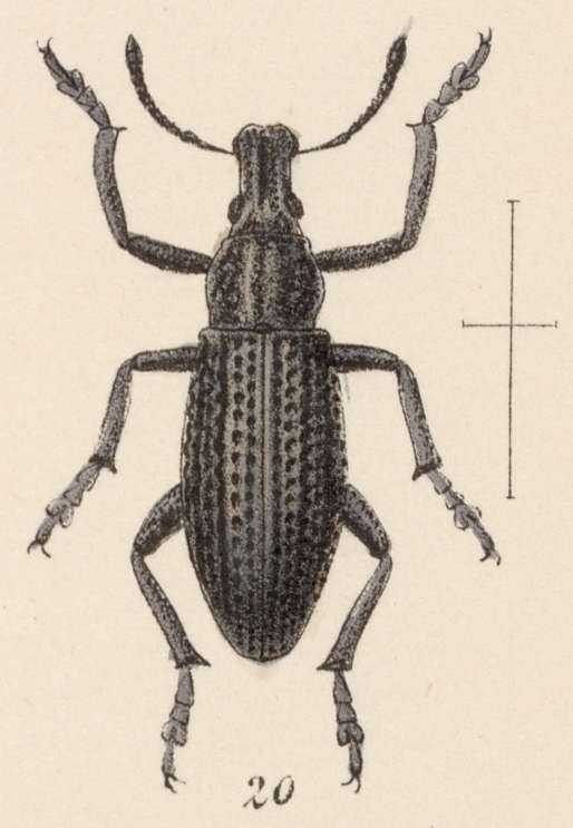 Image of Epicaerus (Diorynotus) aequalis Sharp 1891