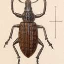 Image of Epicaerus (Diorynotus) coxalis Sharp 1891