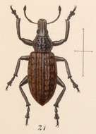 Image of Epicaerus (Diorynotus) coxalis Sharp 1891