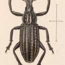 Image of Epicaerus (Diorynotus) costatus Sharp 1891