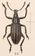 Image of Epicaerus (Diorynotus) costatus Sharp 1891