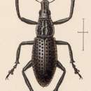 Image of Epicaerus (Epicaerus) godmani Sharp 1891