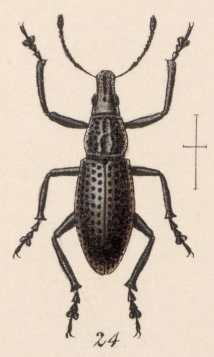 Image of Epicaerus (Epicaerus) godmani Sharp 1891