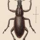 Image of Epicaerus (Epicaerus) scutellaris Sharp 1891