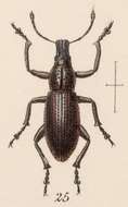 Image de Epicaerus (Epicaerus) scutellaris Sharp 1891