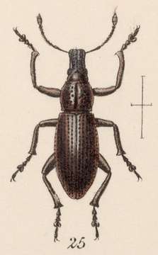 Image of Epicaerus (Epicaerus) scutellaris Sharp 1891