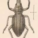 Image of Caccophryastes lineatus Sharp & D. 1891