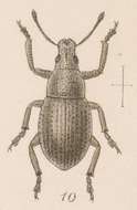 Image of Epicaerus (Epicaerus) monclovae Sharp 1891