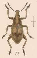 Image of Epicaerus (Epicaerus) durangoensis Sharp 1891