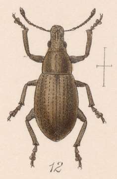 Image of Epicaerus (Epicaerus) planirostris Sharp 1891