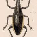Image of Epicaerus (Epicaerus) lateralis Sharp 1891