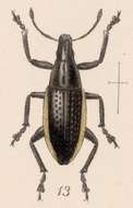 Image of Epicaerus (Epicaerus) lateralis Sharp 1891