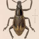 Image de Epicaerus (Epicaerus) oculatus (Sharp 1891)