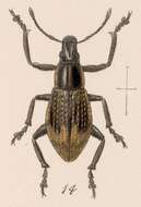 Image of Epicaerus (Epicaerus) oculatus (Sharp 1891)