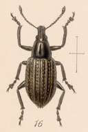 Image of Epicaerus (Epicaerus) sexcostatus Sharp 1891