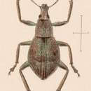 Image of Epicaerus (Epicaerus) biformis Sharp 1891