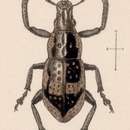 Image of Epicaerus (Diorynotus) paradae (Sharp 1891)