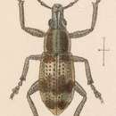 Image of Epagrius hispidus Sharp 1891