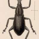 Image of Epicaerus (Diorynotus) jugicola (Sharp 1891)