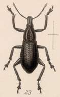 Image of Epicaerus (Diorynotus) jugicola (Sharp 1891)