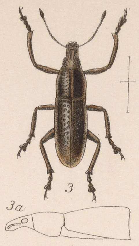 Image of Epicaerus (Epicaerus) cultripennis Boheman 1842