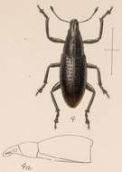 Image of Epicaerus (Epicaerus) cultripennis Boheman 1842