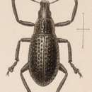 Image of Epicaerus (Epicaerus) inflatus Sharp 1891