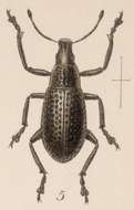 Image of Epicaerus (Epicaerus) inflatus Sharp 1891