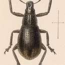 Image of Epicaerus (Epicaerus) fronterae Sharp 1891