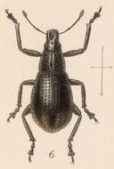 Image of Epicaerus (Epicaerus) fronterae Sharp 1891