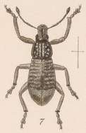 Image of Epicaerus (Epicaerus) championi Sharp 1891