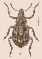 Image of Epicaerus (Epicaerus) minor Sharp 1891