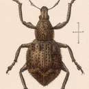 Image of Bufomicrus cristatus Sharp 1891