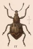 Image of Bufomicrus cristatus Sharp 1891