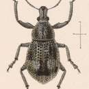 Image of Maseorhynchus hondurensis Sharp 1891