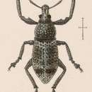 Image of Epitosus boops Sharp 1891