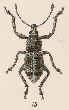 Image of Epitosus