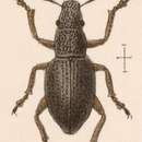 Image of Minyomerus caseyi (Sharp 1891)