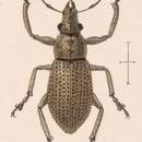 Image of Pantomorus sobrinus Sharp 1891