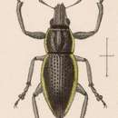 Image of Pantomorus circumcinctus Sharp 1891