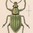 Image of Pantomorus uniformis Sharp 1891