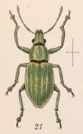 Image de Pantomorus uniformis Sharp 1891